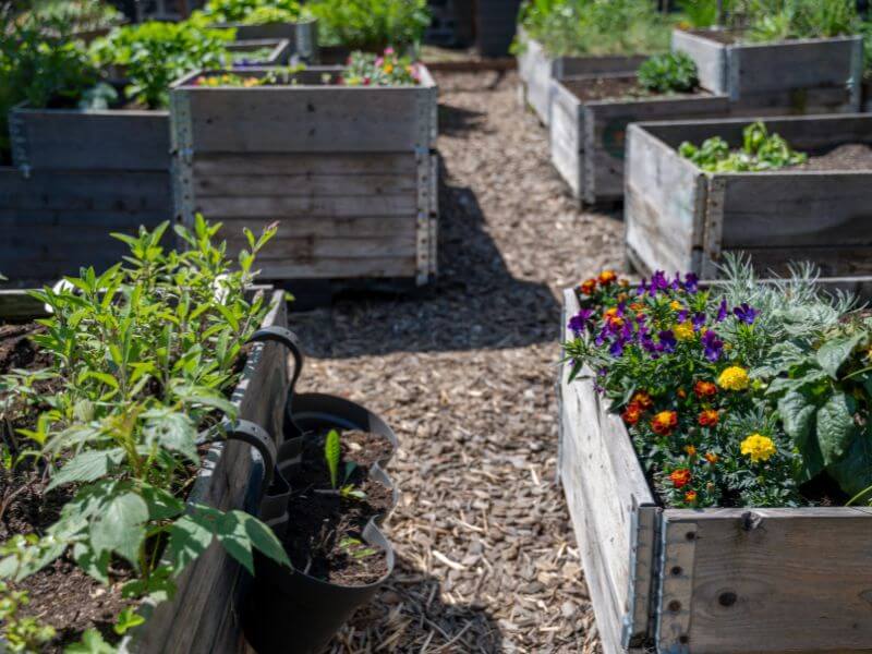 Lavakauluksissa viljelyä