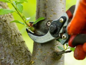 Oksasakset alasinmalli