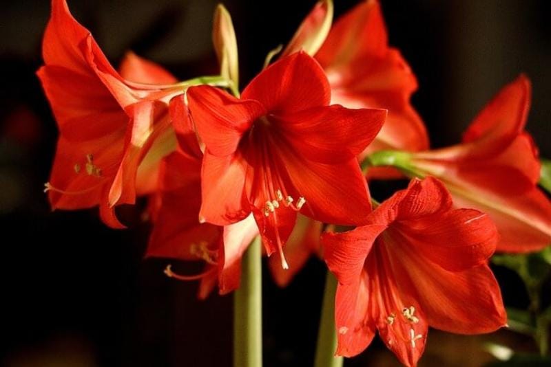 Joulukukka amaryllis